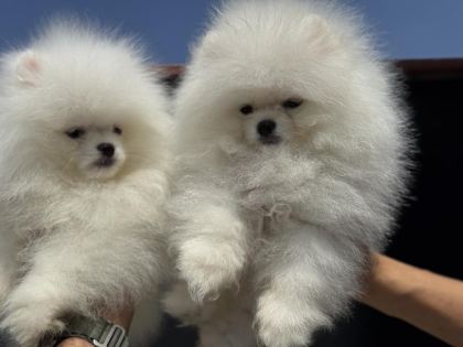 SHOW KALİTE TEDDY FACE POMERANİAN ZİYARETE AÇIK