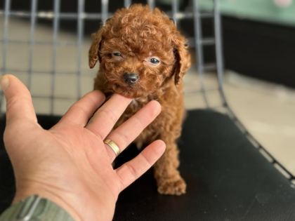 SHOW KALİTE TEA CUP KORE POODLE ZİYARETE AÇIK