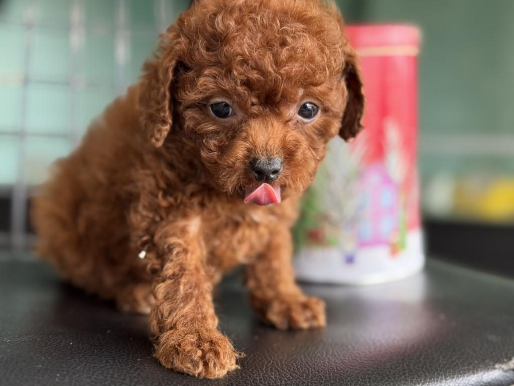 SHOW KALİTE TEA CUP KORE POODLE ZİYARETE AÇIK