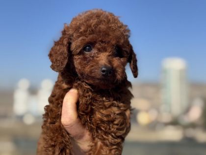RUHSATLI ÇİFTLİKDE ZİYARETE AÇIK TOY POODLE