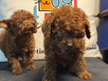 WC EĞİTİMLLİ 4 AYLIK DİŞİ 700 GR TEA CUP KORE POODLE