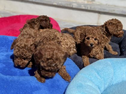 ANKARADA ZİYARETE AÇIK 10 ADET TOY POODLE YAVRULARIMIZ