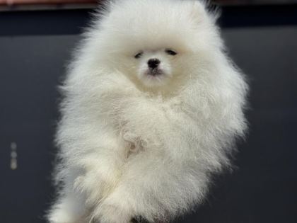 SHOW KALİTE TEDDY FACE POMERANİAN ZİYARETE AÇIK