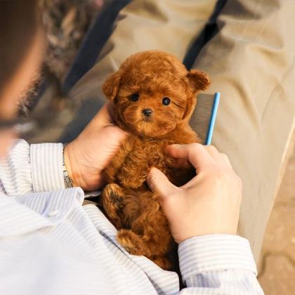 CANA YAKIN KORE TOY POODLE BEBEKLERIMIZ