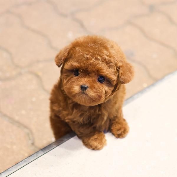 CANA YAKIN KORE TOY POODLE BEBEKLERIMIZ