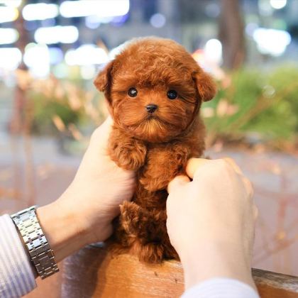 CANA YAKIN KORE TOY POODLE BEBEKLERIMIZ