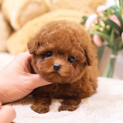 OYUNCU TOY POODLE BEBEKLERIMIZ