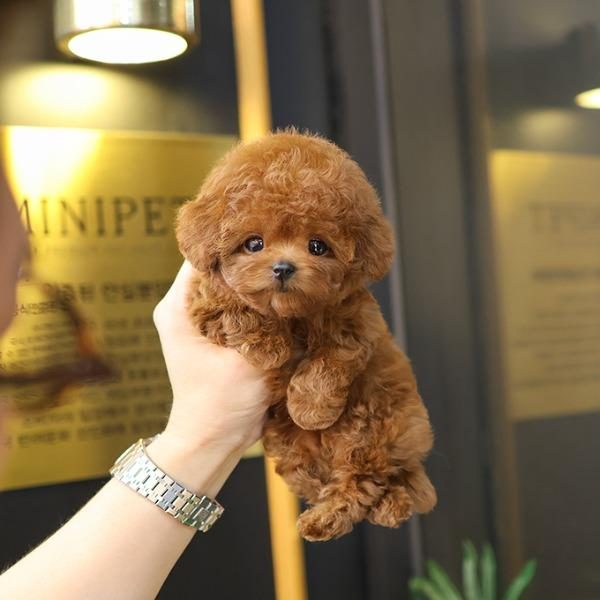SEVGİ DOLU TOY POODLE YAVRULARIM