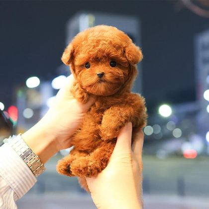 CANA YAKIN KORE TOY POODLE BEBEKLERIMIZ