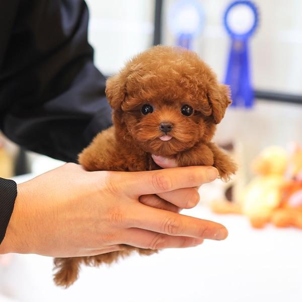 OYUNCU TOY POODLE BEBEKLERIMIZ