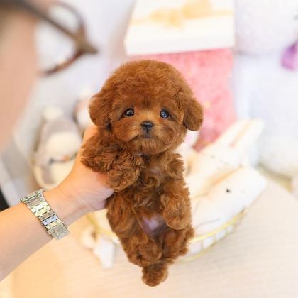 SEVGİ DOLU TOY POODLE YAVRULARIM