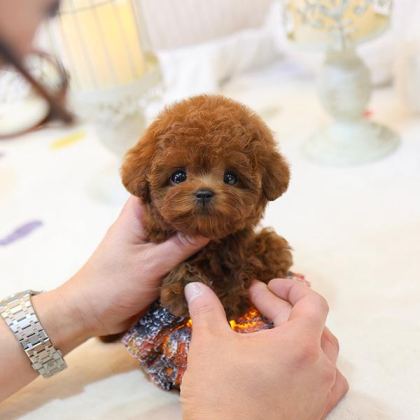 SEVGİ DOLU TOY POODLE YAVRULARIM