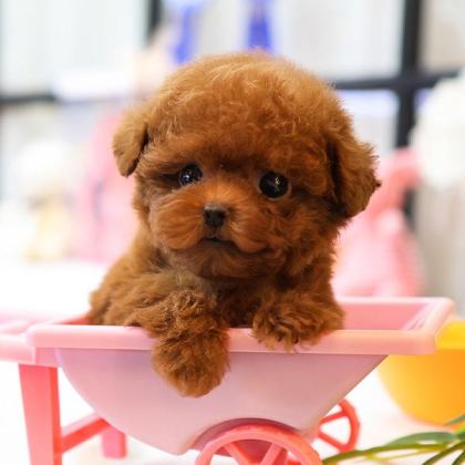 OYUNCU TOY POODLE BEBEKLERIMIZ