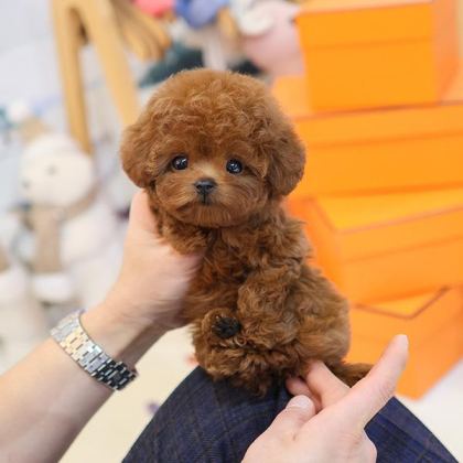 SEVGİ DOLU TOY POODLE YAVRULARIM