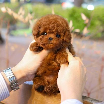 GÜZELLER GÜZELİ SHOW YAPIDAKİ ÖZEL TOY POODLE MELEKLERİM