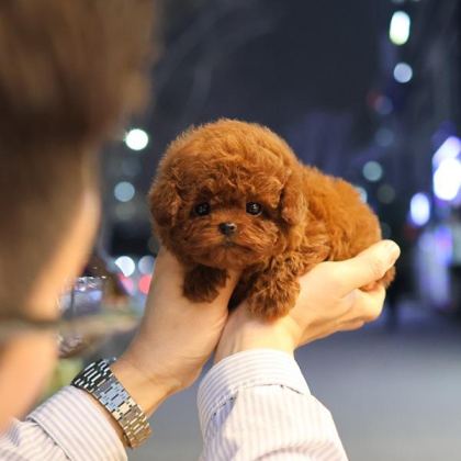 GÜZELLER GÜZELİ SHOW YAPIDAKİ ÖZEL TOY POODLE MELEKLERİM