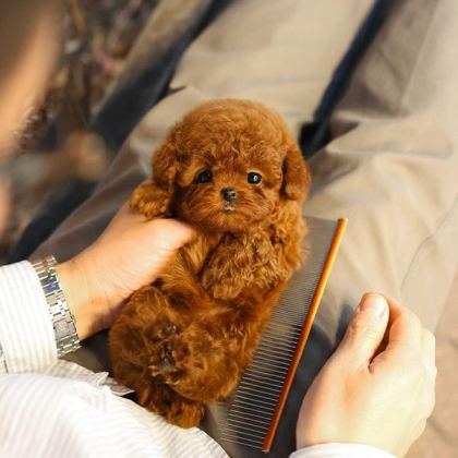 GÜZELLER GÜZELİ SHOW YAPIDAKİ ÖZEL TOY POODLE MELEKLERİM