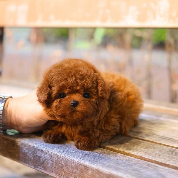 GÜZELLER GÜZELİ SHOW YAPIDAKİ ÖZEL TOY POODLE MELEKLERİM