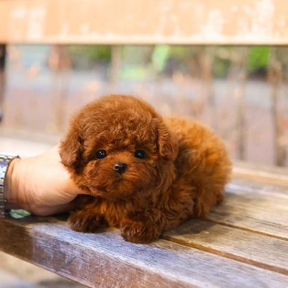GÜZELLER GÜZELİ SHOW YAPIDAKİ ÖZEL TOY POODLE MELEKLERİM