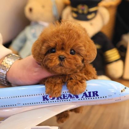 KORENIN EN OZEL TOY POODLE BEBISLERI
