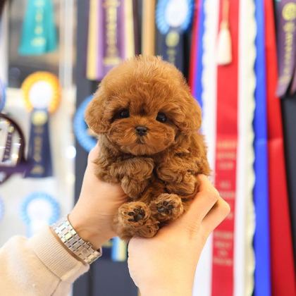 KORENIN EN OZEL TOY POODLE BEBISLERI