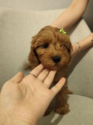 ÜST KALİTE MALTİPOO YAVRUM UYGUN VERİLECEK