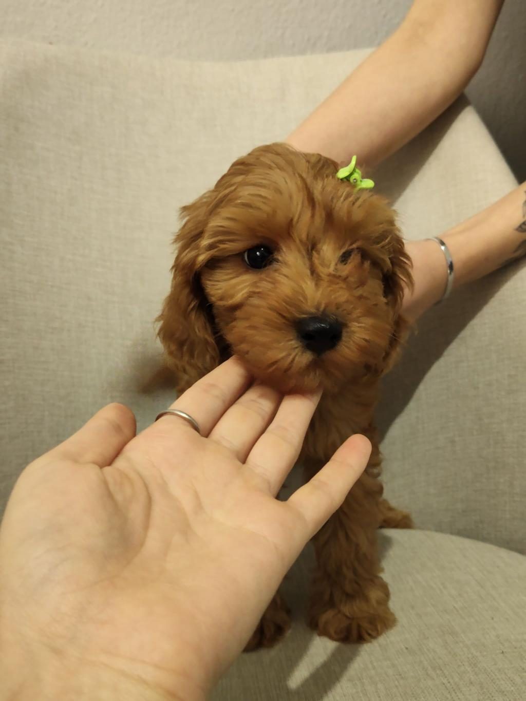 ÜST KALİTE MALTİPOO YAVRUM UYGUN VERİLECEK