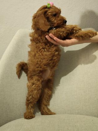 ÜST KALİTE MALTİPOO YAVRUM UYGUN VERİLECEK