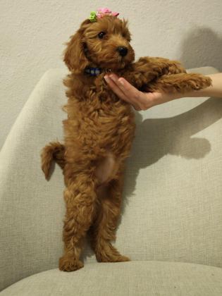 ÜST KALİTE MALTİPOO YAVRUM UYGUN VERİLECEK