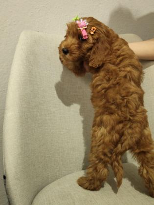 ÜST KALİTE MALTİPOO YAVRUM UYGUN VERİLECEK