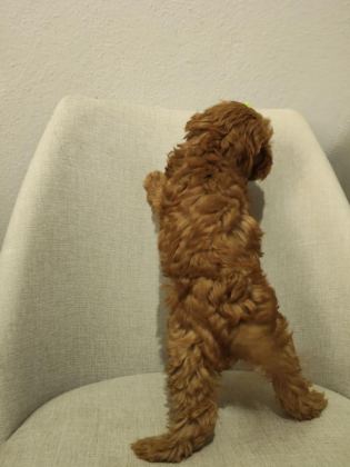 ÜST KALİTE MALTİPOO YAVRUM UYGUN VERİLECEK