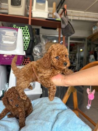 TOY POODLE KÖPEKLER TÜY DÖKMEZ