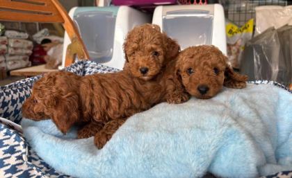 TOY POODLE KÖPEKLER TÜY DÖKMEZ