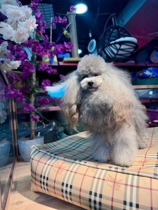 SİLVER ŞECERELİ SHOW KALİTE 1 YAŞ 1700 GRAM KORE POODLE