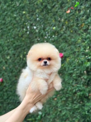 SHOW KALİTE POMERANİAN BOO YAVRULAR
