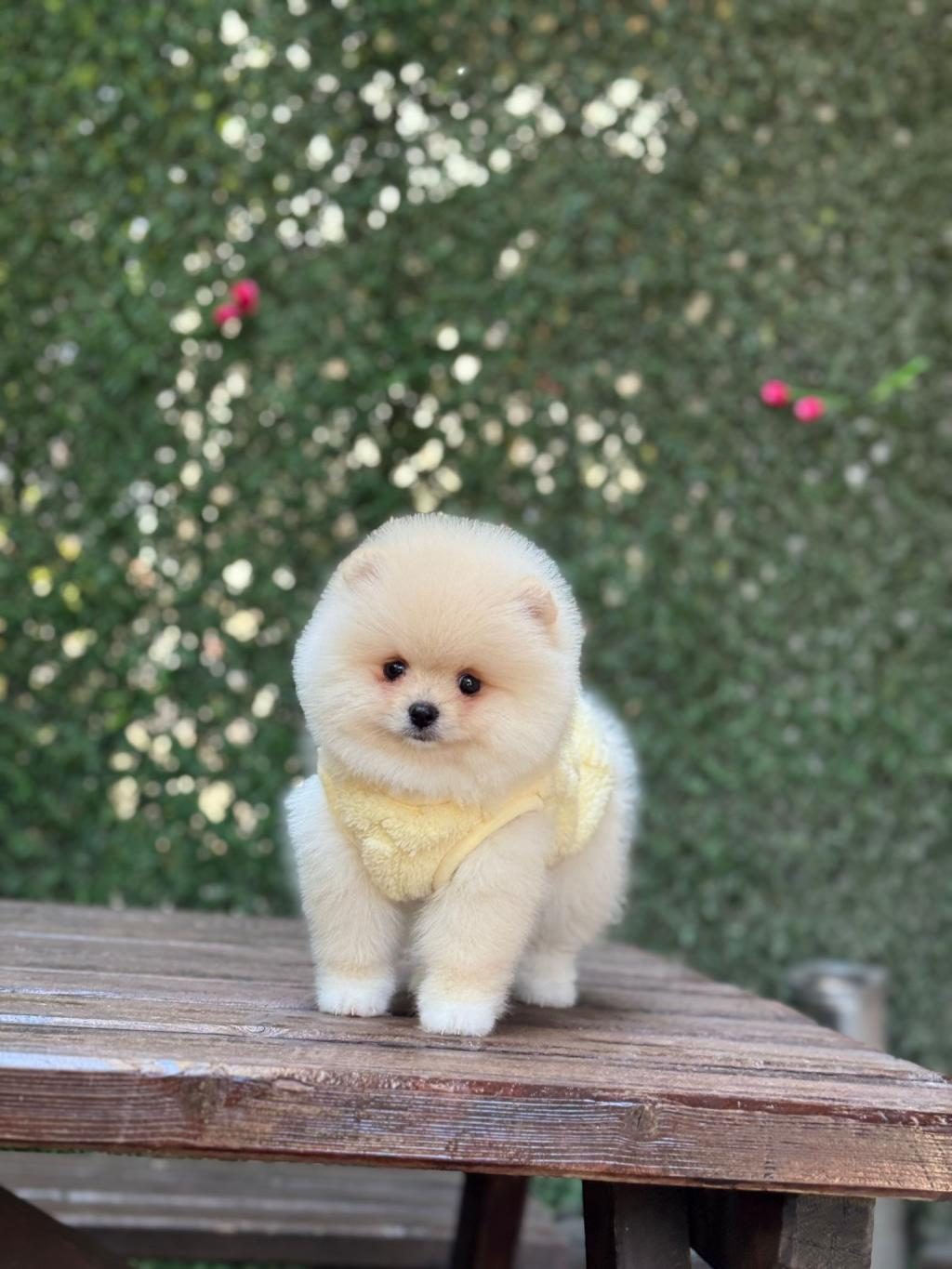 SHOW KALİTE POMERANİAN BOO YAVRULAR