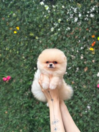 SHOW KALİTE POMERANİAN BOO YAVRULAR