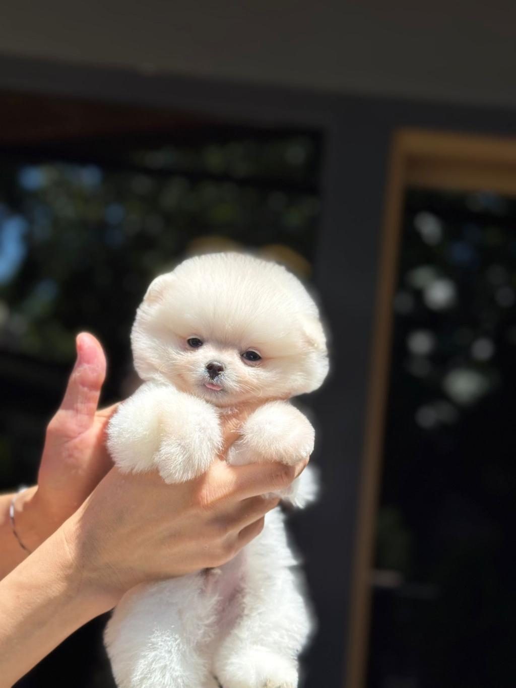 SHOW KALİTE POMERANİAN BOO YAVRULARIMIZ