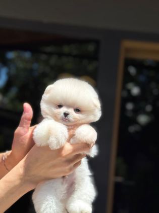 SHOW KALİTE POMERANİAN BOO YAVRULARIMIZ