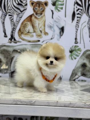 SHOW KALİTE POMERANİAN BOO YAVRULAR
