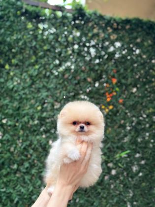 SHOW KALİTE POMERANİAN BOO YAVRULAR