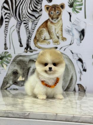SHOW KALİTE POMERANİAN BOO YAVRULAR