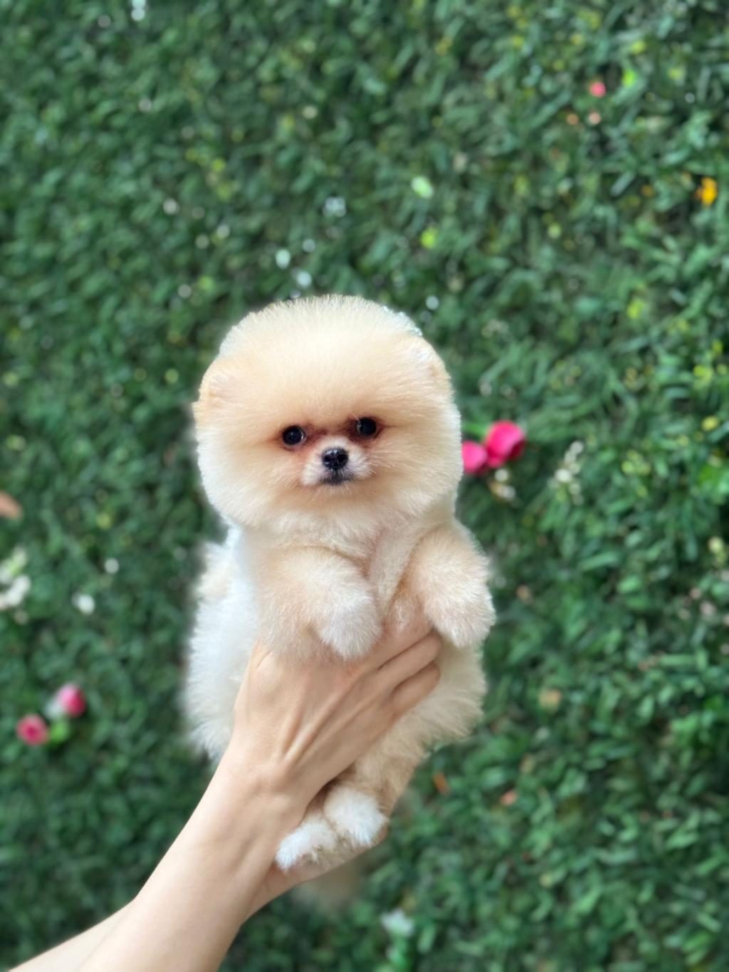 SHOW KALİTE POMERANİAN BOO YAVRULAR