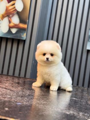 SHOW KALİTE POMERANİAN BOO YAVRULARI
