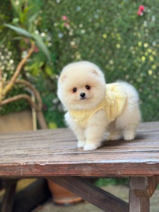 SHOW KALİTE POMERANİAN BOO YAVRULAR