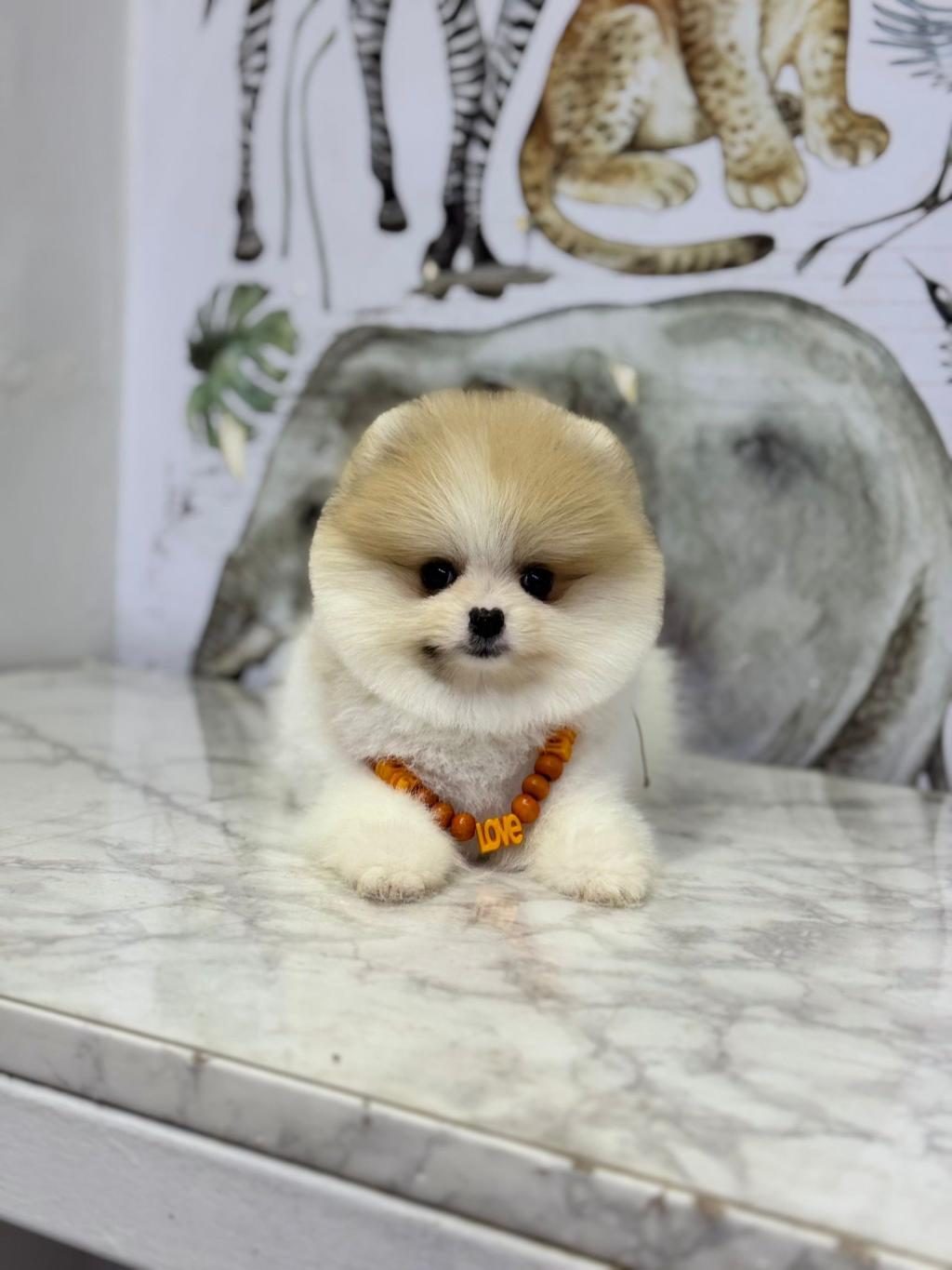 SHOW KALİTE POMERANİAN BOO YAVRULAR