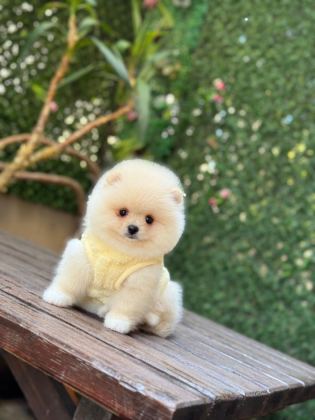 SHOW KALİTE POMERANİAN BOO YAVRULAR