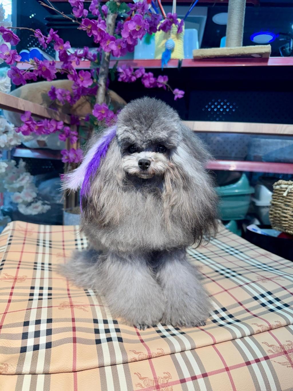 SİLVER ŞECERELİ SHOW KALİTE 1 YAŞ 1700 GRAM KORE POODLE