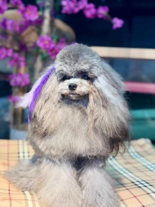 SİLVER ŞECERELİ SHOW KALİTE 1 YAŞ 1700 GRAM KORE POODLE