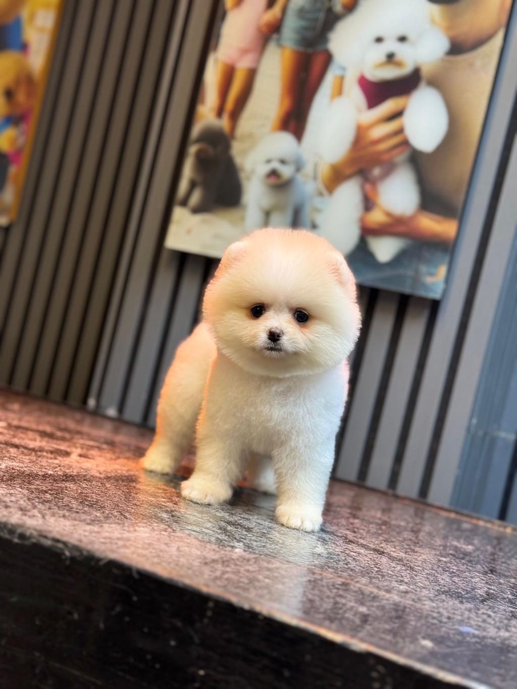 SHOW KALİTE POMERANİAN BOO YAVRULARI